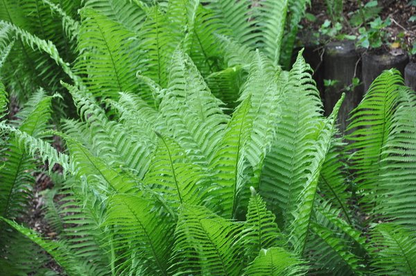 Farnpflanzen in einem naturnah gestalteten Garten